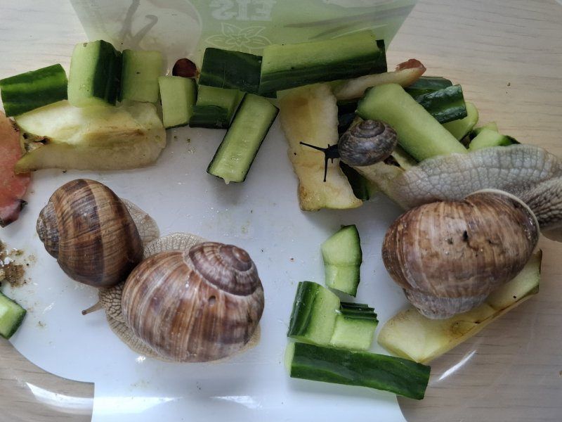 Schneckenforscher