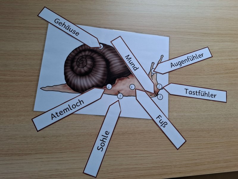 Schneckenforscher